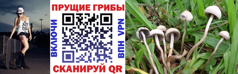 Псилоцибиновые грибы GOLDEN TEACHER  купить наркотик  Курск 